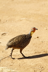 Pternistis leucoscepus