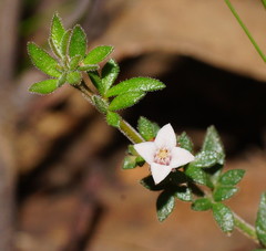 Cyanothamnus nanus pubescens