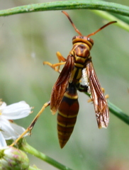 Polistes lineonotus