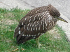 Nycticorax nycticorax