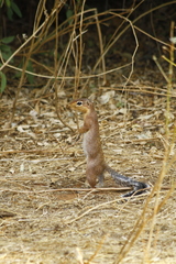 Xerus rutilus