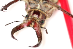 Sphaenognathus feisthamelii