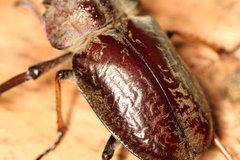 Sphaenognathus feisthamelii