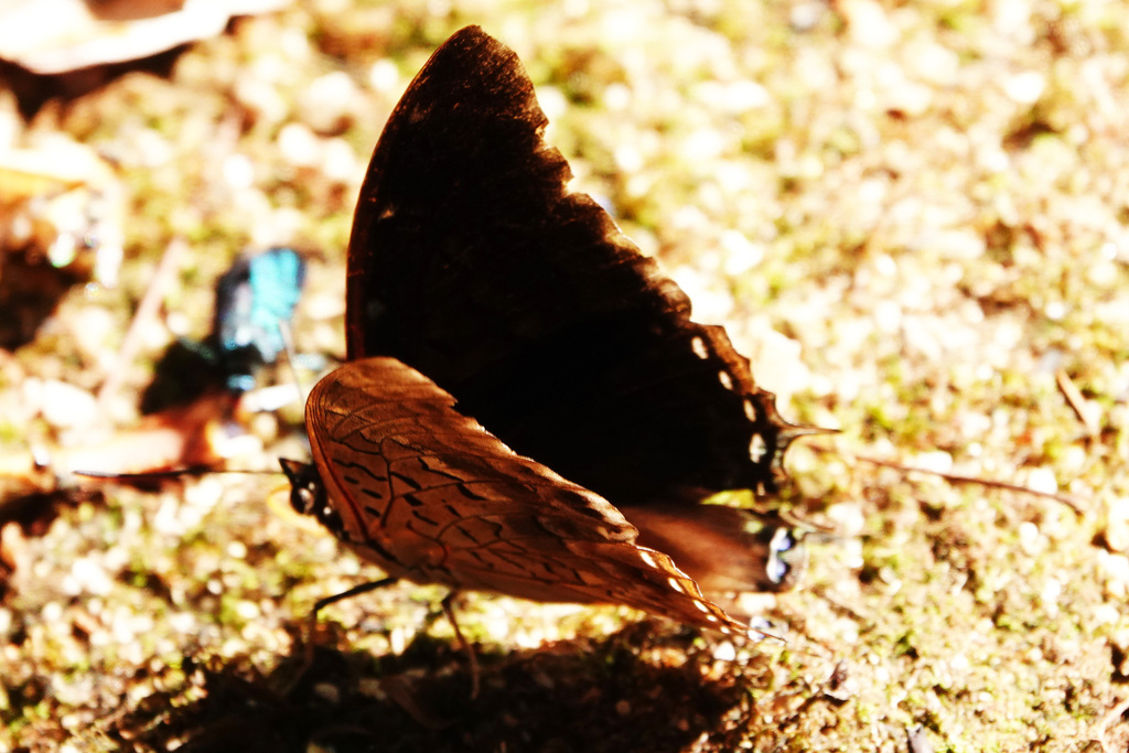 Charaxes carteri