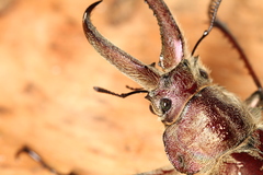 Sphaenognathus feisthamelii