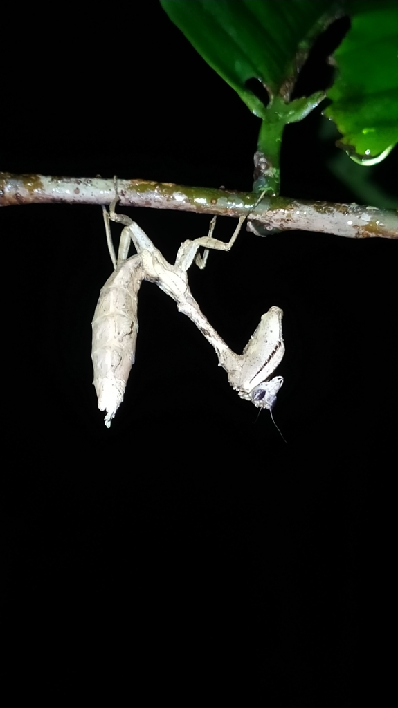 Plesiacanthops tuberculata