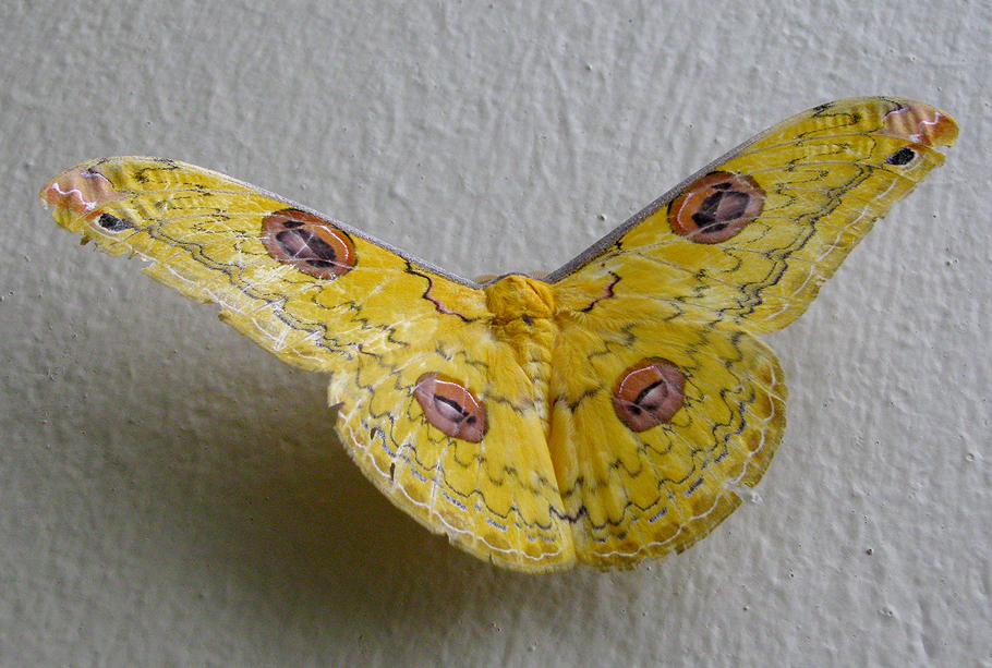 Loepa martinii