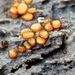 Scutellinia setosa - Photo (c) Fluff Berger,  זכויות יוצרים חלקיות (CC BY-SA)