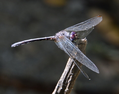 Dythemis nigrescens