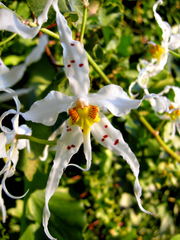 Oncidium cirrhosum