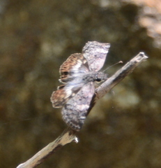 Chiomara