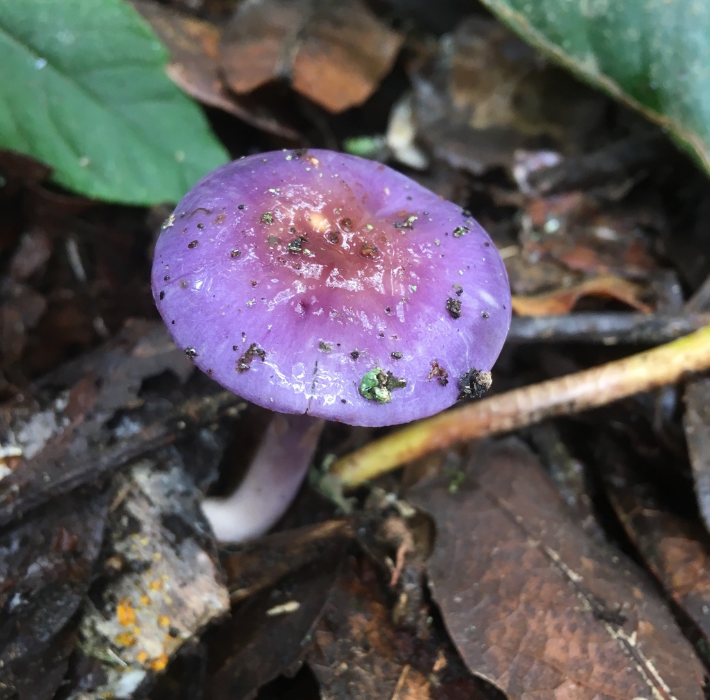 Cortinarius iodes · October 2018 · photo: © crawfordaj (iNaturalist, cc0)