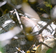 Sceloporus hunsakeri