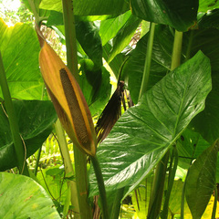 Cyrtosperma merkusii