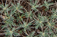 Astragalus balearicus