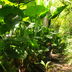 Cyrtosperma merkusii