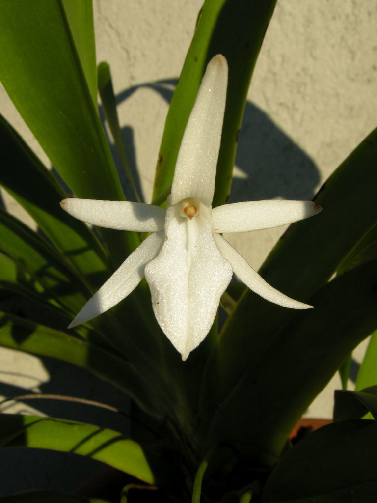Jumellea sagittata