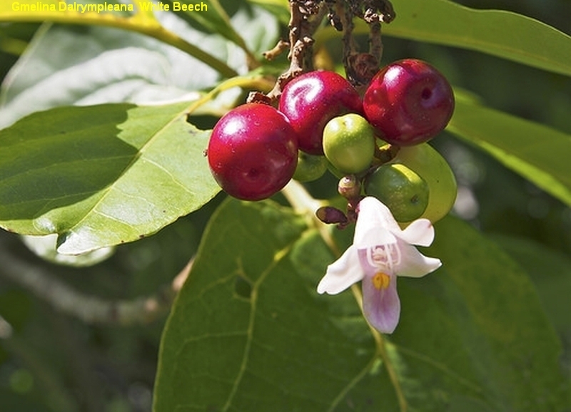 Grey Teak (Gmelina dalrympleana)