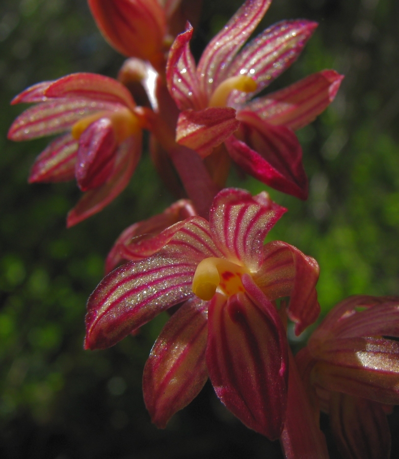 Corallorhiza striata var. striata