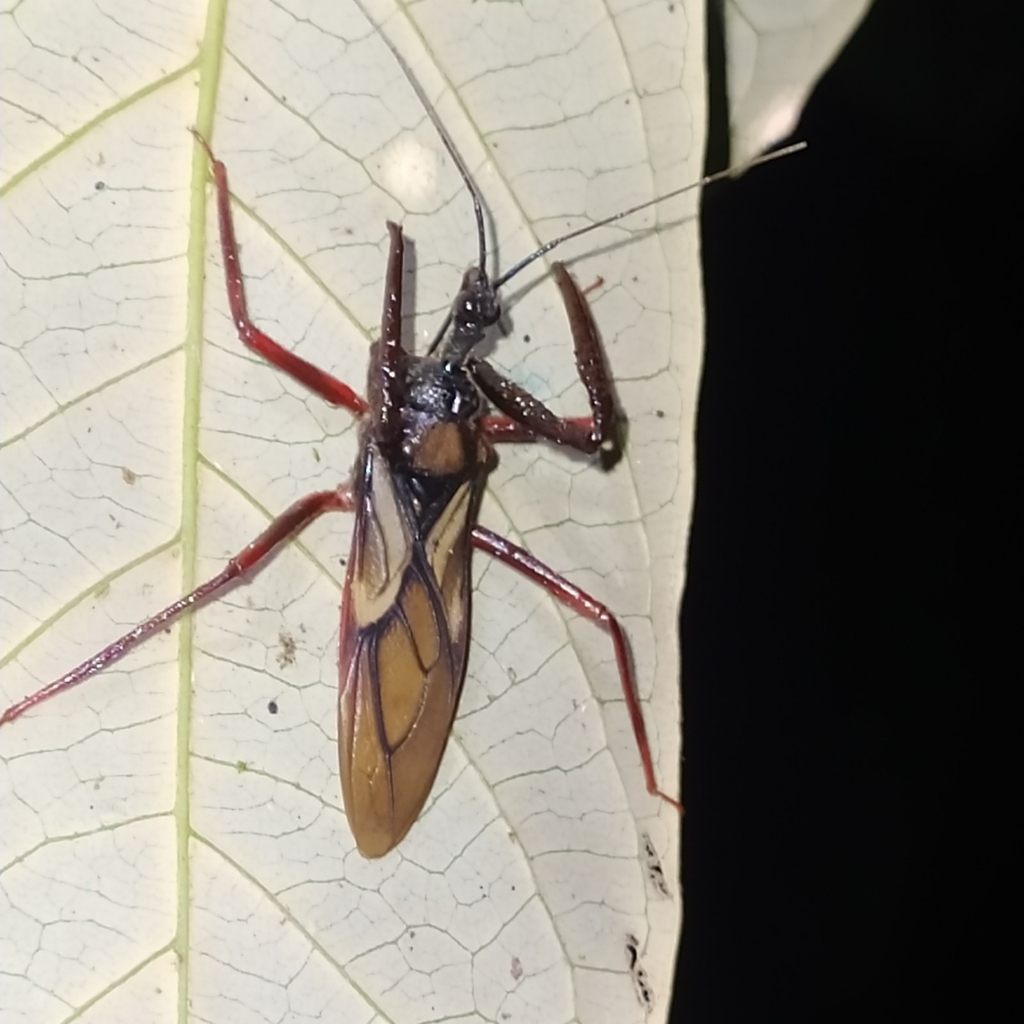 Manicocoris rufipes