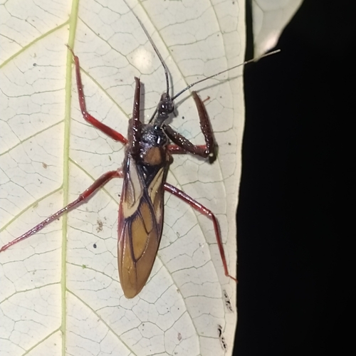 Manicocoris rufipes
