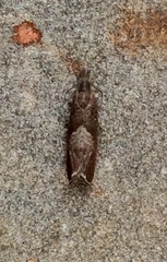 Dichrorampha