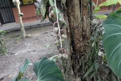 Catasetum roseo-album