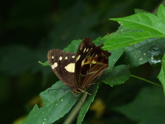 Oxeoschistus tauropolis tauropolis