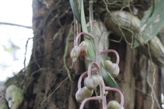 Catasetum roseo-album