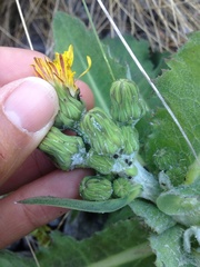 Sonchus kirkii