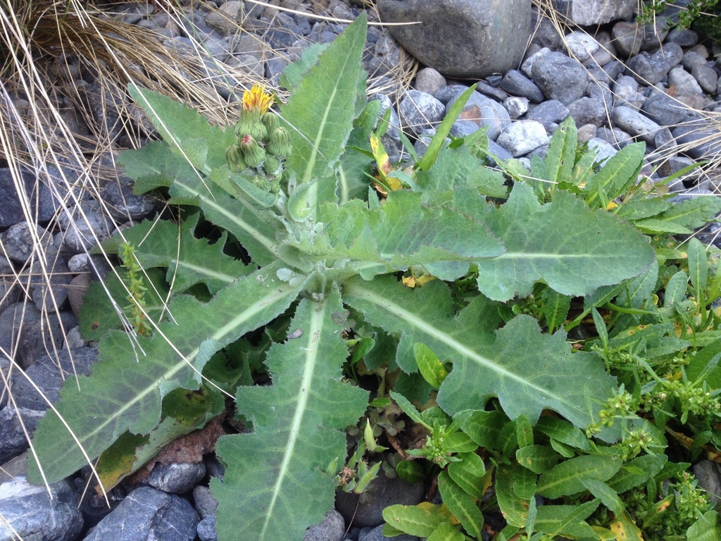 New Zealand sow thistle