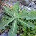 New Zealand Sow Thistle - Photo (c) Jon Sullivan, some rights reserved (CC BY)