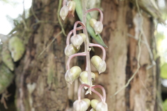 Catasetum roseo-album