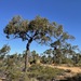 Corymbia stockeri stockeri - Photo (c) Dean Nicolle, some rights reserved (CC BY-NC), uploaded by Dean Nicolle