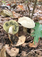 Boletus pallidus image
