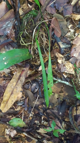Image of Anthurium gracile by (c) Guillaume Delaitre, some rights reserved (CC BY)