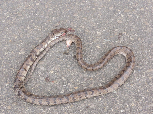 O'Neill's Tree Snake