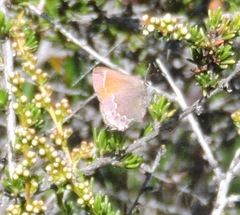 Callophrys muiri