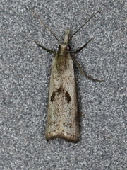 Microcrambus croesus