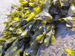 Fucus distichus evanescens