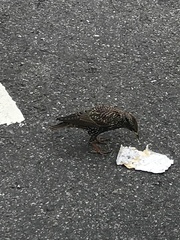 Sturnus vulgaris