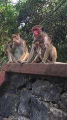 Macaca sinica