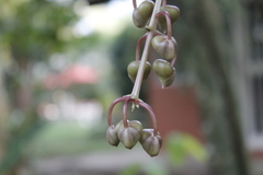 Catasetum roseo-album