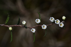 Gaultheria macrostigma