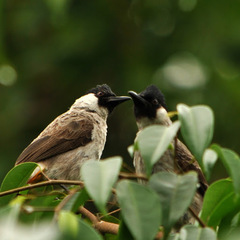 Pycnonotus aurigaster