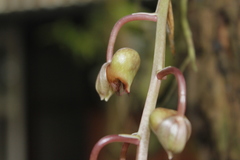 Catasetum roseo-album
