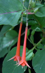 Fuchsia fulgens