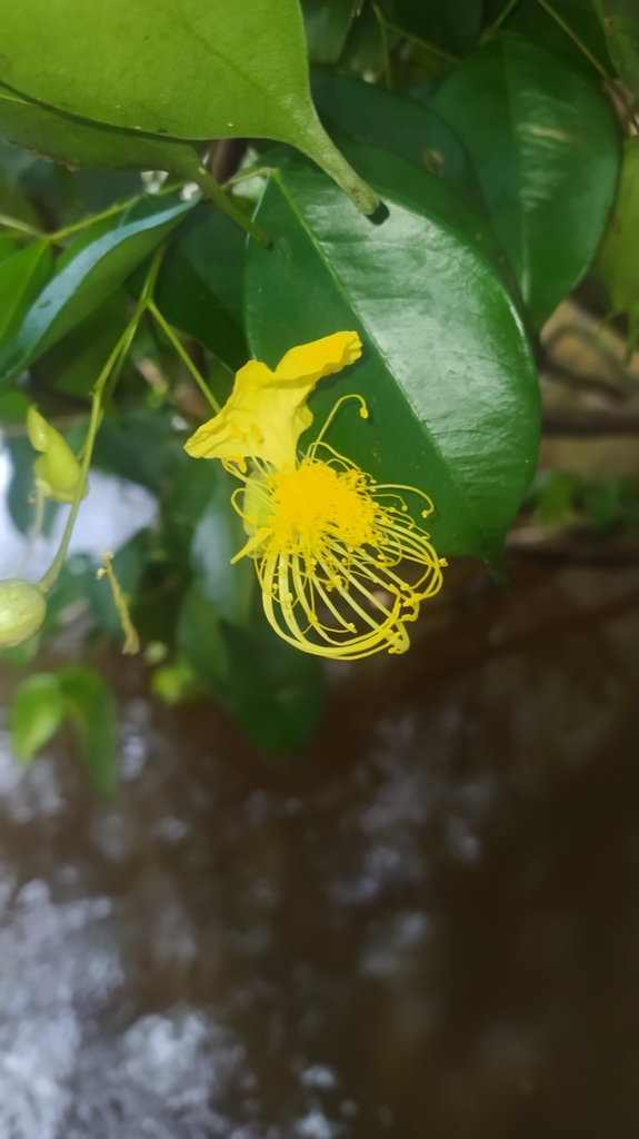 Swartzia aptera
