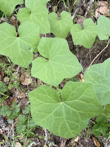 California Manroot foliage
