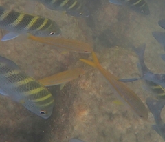 Mulloidichthys dentatus